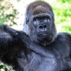 Liberiamo Riù, il gorilla triste! 
