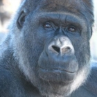Riù, il gorilla triste: appello a Marco Lacarra