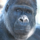 BRUTTE NOTIZIE PER RIÙ, IL GORILLA TRISTE