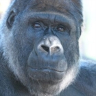 Boom di firme per la liberazione del gorilla 