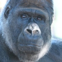 Boom di firme per la liberazione del gorilla 