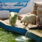 Giornata Mondiale dell'Orso Polare. Gli orsi polari sono a rischio: salviamoli!