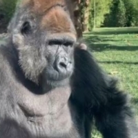 LIBERIAMO IL GORILLA TRISTE!