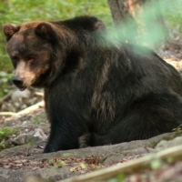 Corri orso corri. L'Italia si schiera con l'orso Mj5 e c'� chi chiede le dimissioni di Fugatti