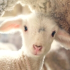 PASQUA SENZA ANIMALI NEL PIATTO PER DIRE NO ALLA MATTANZA DEGLI AGNELLI