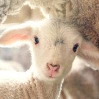 PASQUA SENZA ANIMALI NEL PIATTO PER DIRE NO ALLA MATTANZA DEGLI AGNELLI