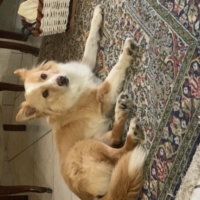 CANE SMARRITO AL QUARTIERE BOZZANO