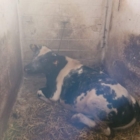 Alluvioni in Emilia Romagna. Gli animalisti lanciano l'allarme