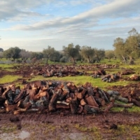 FOLLIA XYLELLA:  sulla base di alberi inesistenti e laboratori non accreditati