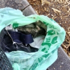 ANIMALI DOMESTICI – BRUNETTI (MRS): IL COMUNE DI BRINDISI DEVE APPLICARE LE PROCEDURE PER AFFRONTARE IL FENOMENO DEGLI ABBANDONI