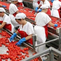 FOGGIA : POMODORO ETICO