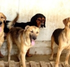 PUGLIA : ANIMALI DI AFFEZIONE: GIUNTA APPROVA SCHEMA REGOLAMENTO