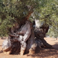 PIANO XYLELLA : 