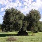 Xylella: D'Amico e Gioffreda diffidano Dinamo Film per "Il Tempo Dei Giganti"