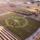 APPARE IL PIU’ GRANDE ROSONE DEL MONDO IN UN CAMPO DI GIRASOLI IN PUGLIA.