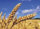 COLDIRETTI IN PIAZZA PER DIFENDERE IL GRANO ITALIANO