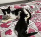 BRINDISI : AIUTATECI A SALVARE I NOSTRI GATTI