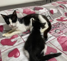 BRINDISI : AIUTATECI A SALVARE I NOSTRI GATTI